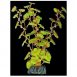 Planta artificial Seda Nenúfar 10,5 cm