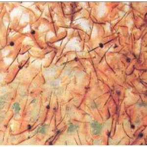 Artemia adulta enriquecida 10 gr. (Aquátikos)