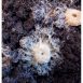 Cultivo gusano grindal (tarrina 200 ml)