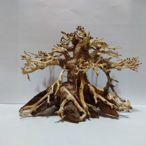 Bonsai1001