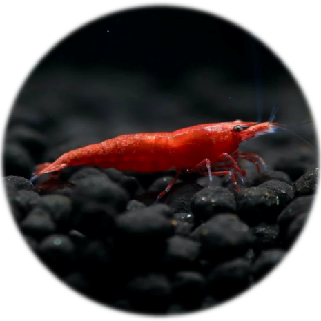 neocardina red fire