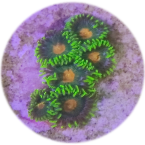 corales (4)