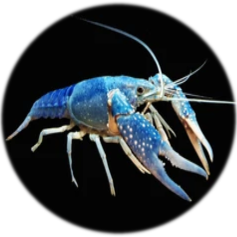 Langosta Procambarus Alleni Azul Eléctrico