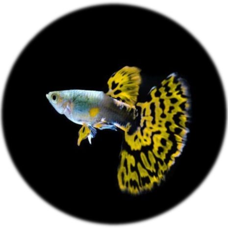 peces (4)
