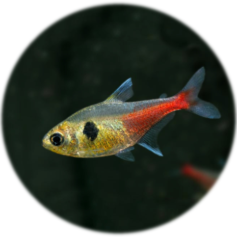 tetra roseus