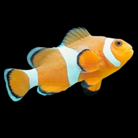 Amphiprion_ocellaris