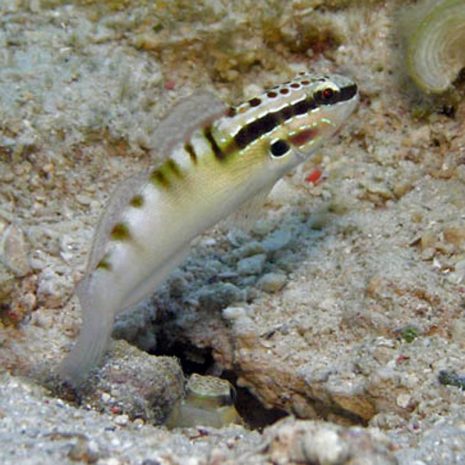 Ablygobius Stethophthalmus