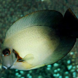 Acanthurus Chronixis (Half Black)