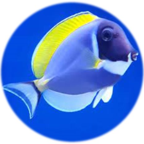 Acanthurus Leucosternon (Hybrid)