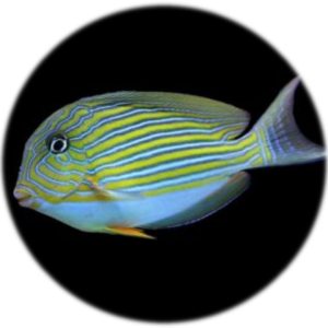 Acanthurus lineatus (5 7cm)