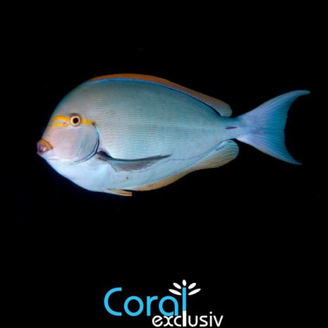 Acanthurus Mata (5 7cm)