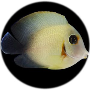 Acanthurus Pyroferus Half Black (4 6cm)