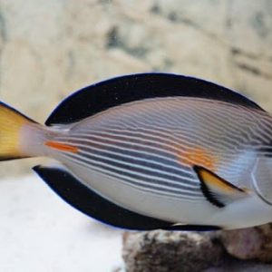 Acanthurus Sohal (7 9cm)