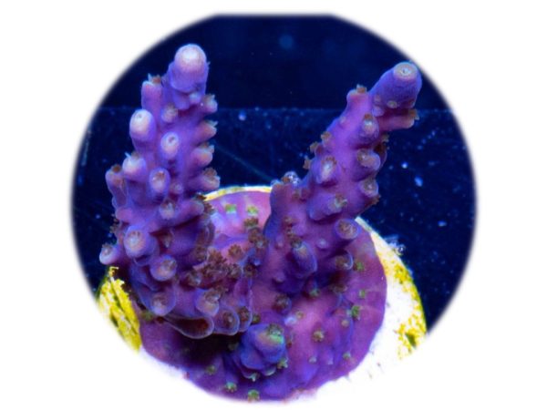Acropora valida (morada puntas azules)