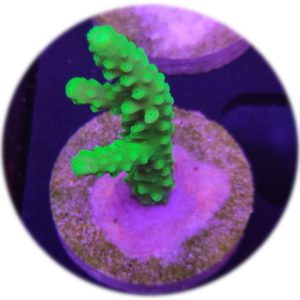 Acropora yongei Green Slimer