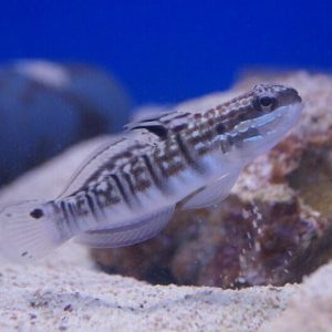 Amblygobius Phalaena