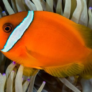 Amphiprion frenatus (S)