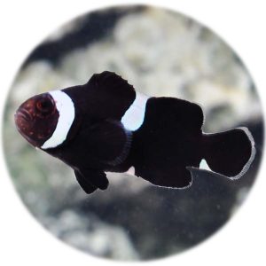 Amphiprion Ocellaris Misbar Black (2 3cm) (criado)