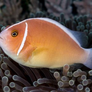 Amphiprion Perideraion