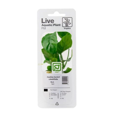 Anubias barteri caladiifolia (Facíl)
