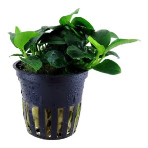 Anubias barteri 'Petite' (Facíl)