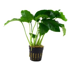 Anubias barteri var. barteri (Facíl)