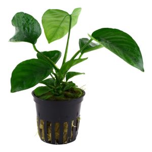 Anubias barteri var. caladiifolia (Facíl)