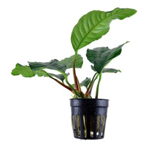 Anubias barteri var. 'Coffeifolia' (Facíl)