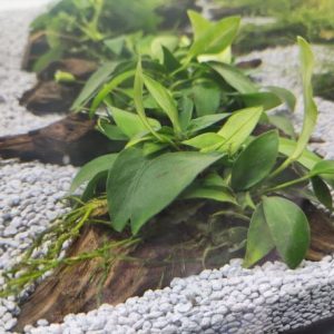 Anubias Nana Bonzai con tronco XSS