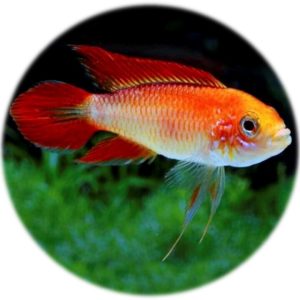 Apistogramma Agassizii Super Rojo