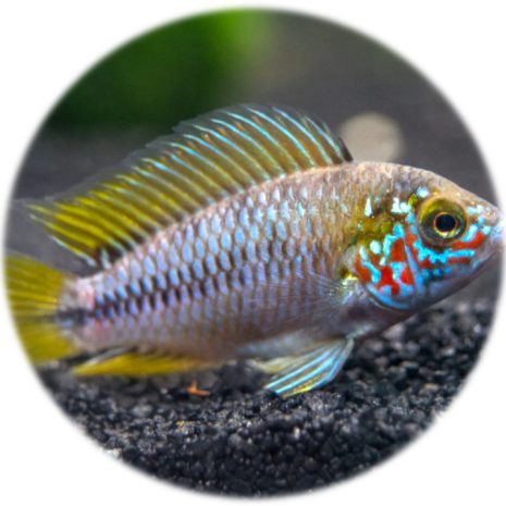 Apistogramma Borellii (2.5 3cm)