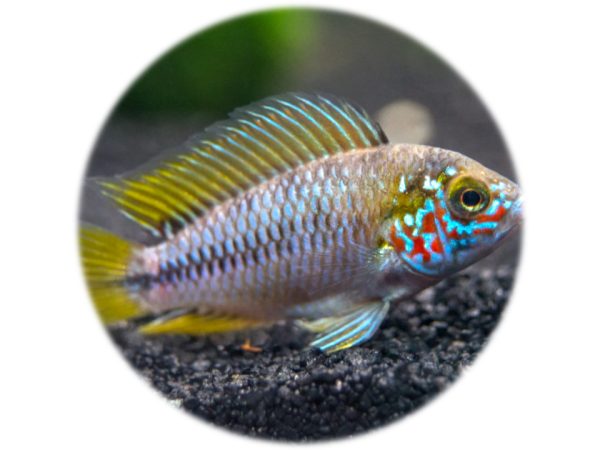 Apistogramma Borellii (2.5 3cm)