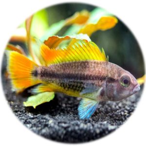 Apistogramma Cacatuoides Orange