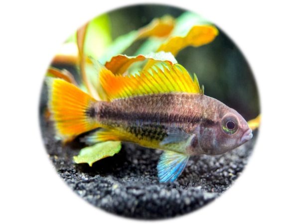 Apistogramma Cacatuoides Orange