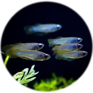 Aplocheilichthys Normani (Ojo Luminoso) (5 und)