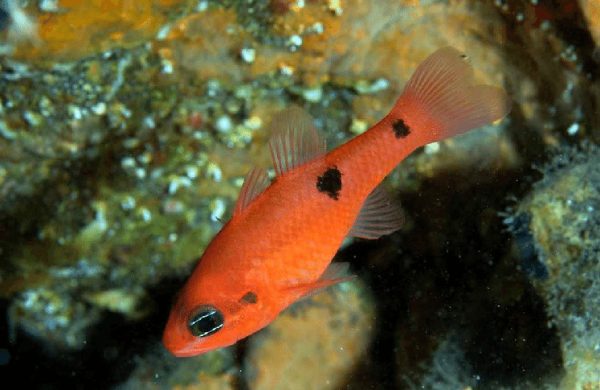 Apogon Pseudomaculatus