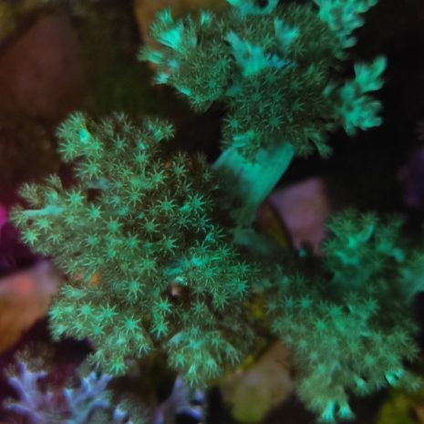 Arbol Kenia Verde fluor