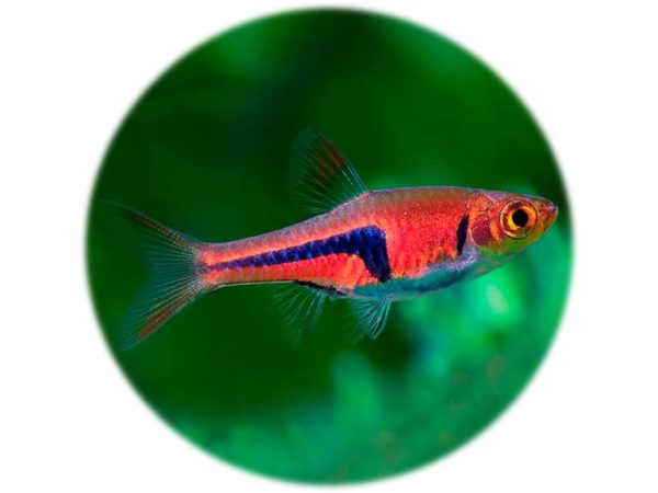 Arlequín Espei (2und)