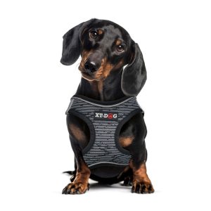 Arnés Step in XT DOG gris