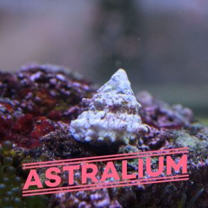 Astralium