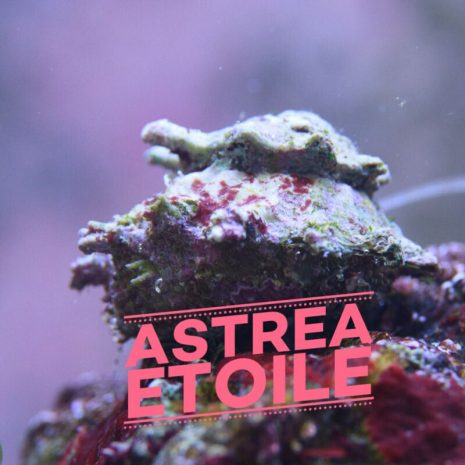 Astrea