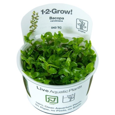 Bacopa caroliniana (Fácil)
