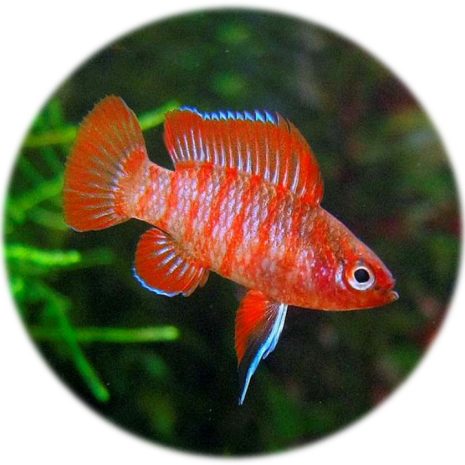 Badis Escarlata (Dario Dario)