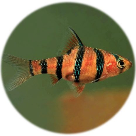 Barbo Pentazona