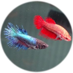 Betta Corona (Hembra)