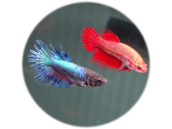 Betta Corona (Hembra)