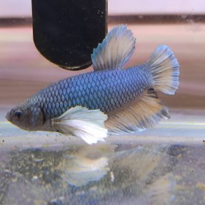 Betta Dumbo (Macho)