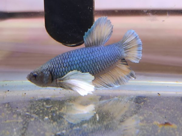 Betta Dumbo (Macho)