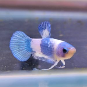 Betta Pk Hm Marmol Azul (Macho)