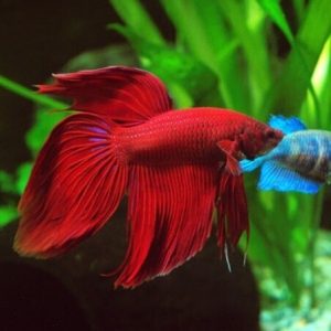 Betta Splendens (Macho)